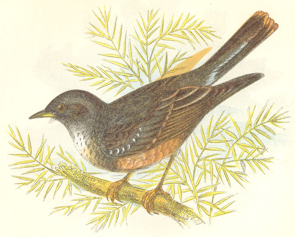 BIRDS. Alpine Accentor (Anne Pratt) 1852 old antique vintage print picture